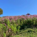 実際訪問したユーザーが直接撮影して投稿した緑台公園コスモスの丘の写真