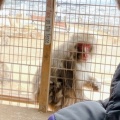 実際訪問したユーザーが直接撮影して投稿した嵐山中尾下町動物園嵐山モンキーパーク いわたやまの写真