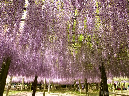 実際訪問したユーザーが直接撮影して投稿した河内植物園 / 樹木園河内藤園の写真