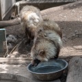 実際訪問したユーザーが直接撮影して投稿した東旭川町倉沼動物園旭川市旭山動物園の写真