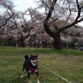 実際訪問したユーザーが直接撮影して投稿した関野町公園小金井公園の写真