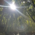 実際訪問したユーザーが直接撮影して投稿した嵯峨天龍寺芒ノ馬場町地域名所竹林の小径の写真