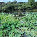 実際訪問したユーザーが直接撮影して投稿した雪ノ下湖沼 / 池平家池の写真