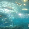 実際訪問したユーザーが直接撮影して投稿した忍草水族館 / アクアリウム山梨県立富士湧水の里水族館 森の中の水族館の写真