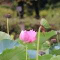 実際訪問したユーザーが直接撮影して投稿した小針公園古代蓮の里の写真