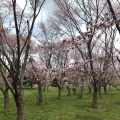 実際訪問したユーザーが直接撮影して投稿したモエレ沼公園桜の名所モエレ沼公園 サクラの森の写真