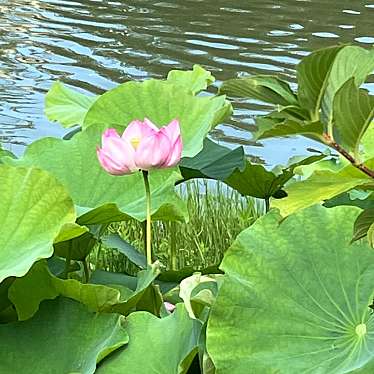 実際訪問したユーザーが直接撮影して投稿した美熊台公園長池オアシスの写真