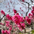 実際訪問したユーザーが直接撮影して投稿した代田公園羽根木公園の写真