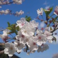 実際訪問したユーザーが直接撮影して投稿した館山公園城山公園の写真