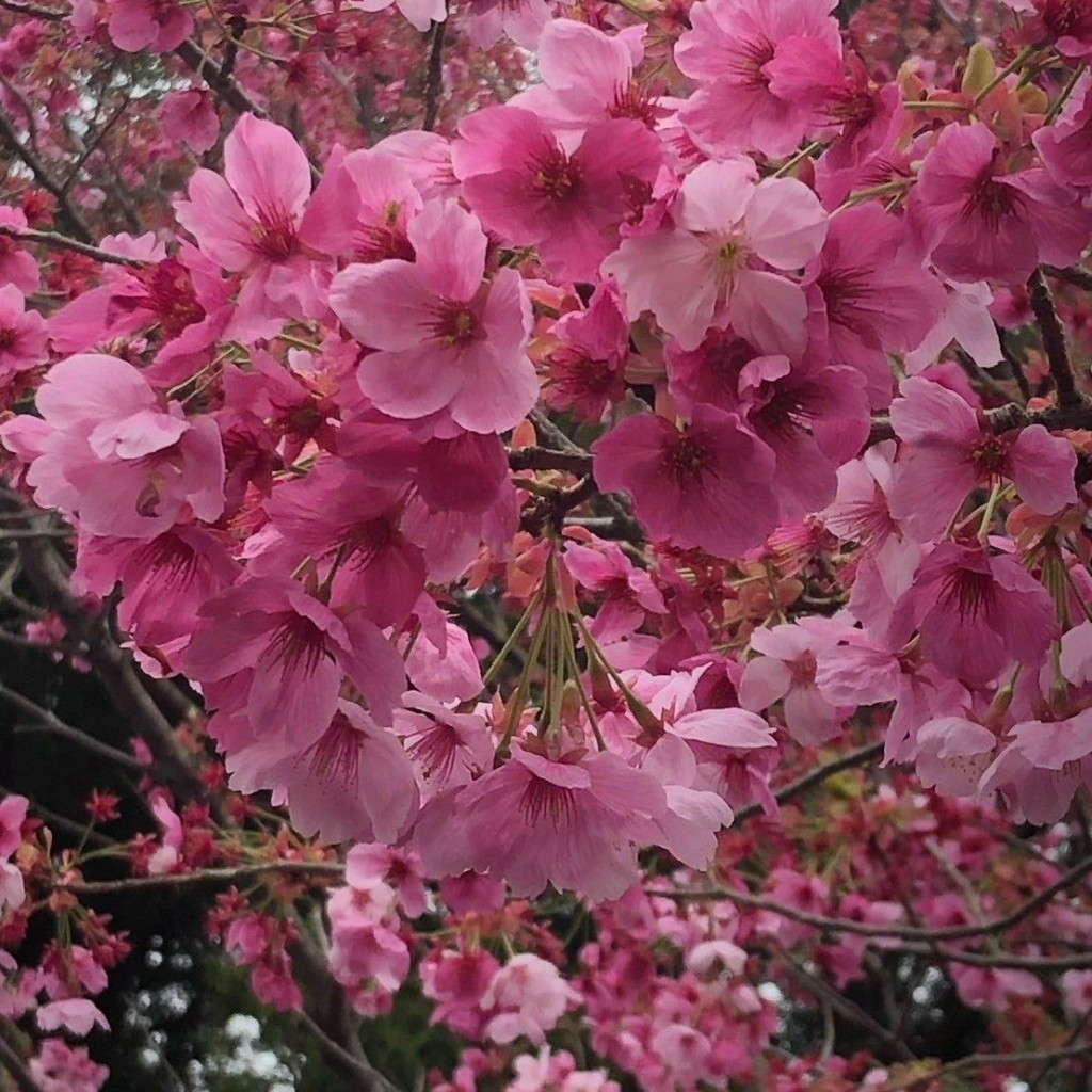 実際訪問したユーザーが直接撮影して投稿した上林公園上林森林公園の写真