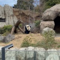 実際訪問したユーザーが直接撮影して投稿した上野公園動物園上野動物園 パンダのもりの写真