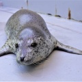 実際訪問したユーザーが直接撮影して投稿した戸賀塩浜水族館 / アクアリウム男鹿水族館GAOの写真