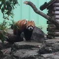 実際訪問したユーザーが直接撮影して投稿した北葛西動物園江戸川区自然動物園の写真