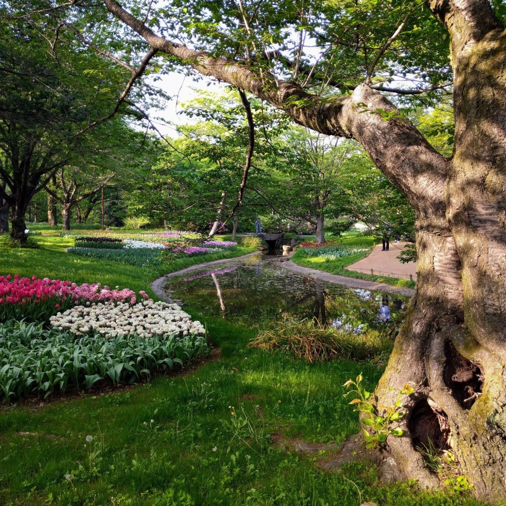 実際訪問したユーザーが直接撮影して投稿したもくせいの杜広場国営昭和記念公園 渓流広場の写真