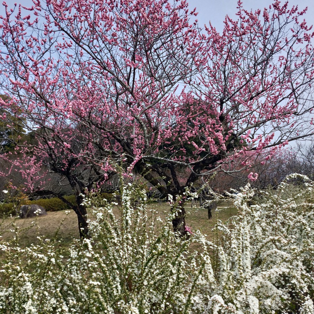 実際訪問したユーザーが直接撮影して投稿した平芝町公園平芝公園の写真