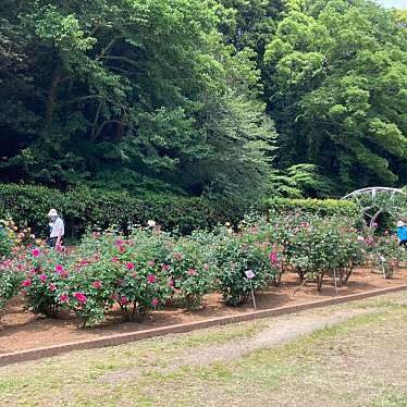 実際訪問したユーザーが直接撮影して投稿した大野町庭園市川市 自然観察園 バラ園の写真