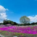 実際訪問したユーザーが直接撮影して投稿した箕郷町松之沢公園みさと芝桜公園の写真