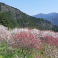 実際訪問したユーザーが直接撮影して投稿した中津花のきれいなスポット中津 花桃の里の写真