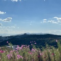 実際訪問したユーザーが直接撮影して投稿した緑台公園コスモスの丘の写真