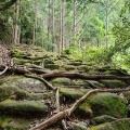 実際訪問したユーザーが直接撮影して投稿した木本町山 / 峠松本峠の写真