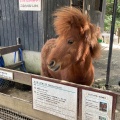 実際訪問したユーザーが直接撮影して投稿した一番町公園三島市立公園 楽寿園の写真