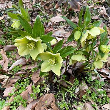 実際訪問したユーザーが直接撮影して投稿した下里見町植物園 / 樹木園高崎クリスマスローズガーデンの写真