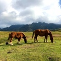 実際訪問したユーザーが直接撮影して投稿した高原草千里ヶ浜の写真