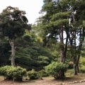 実際訪問したユーザーが直接撮影して投稿した弥彦公園弥彦公園の写真