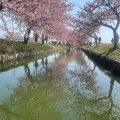 実際訪問したユーザーが直接撮影して投稿した笠松町公園笠松河津桜ロードの写真