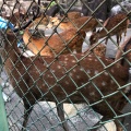 実際訪問したユーザーが直接撮影して投稿した欠町動物園岡崎市東公園 動物園の写真