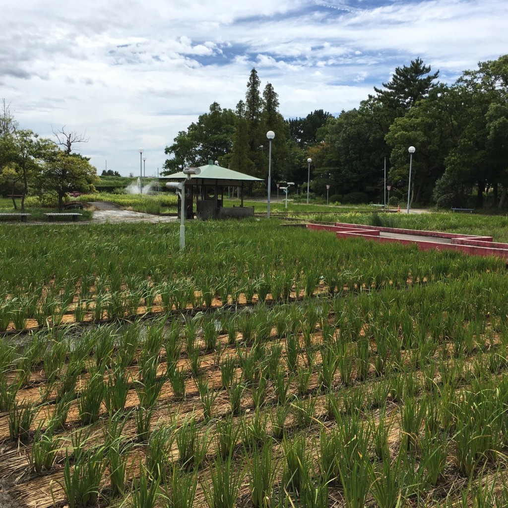 実際訪問したユーザーが直接撮影して投稿した油渕町植物園 / 樹木園油ヶ渕花しょうぶ園の写真