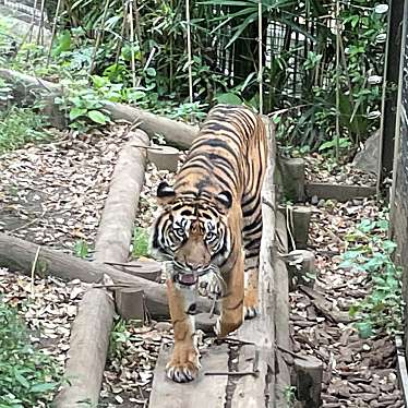 上野動物園のundefinedに実際訪問訪問したユーザーunknownさんが新しく投稿した新着口コミの写真