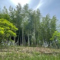 実際訪問したユーザーが直接撮影して投稿した金沢公園ちたの竹林の写真