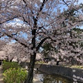 実際訪問したユーザーが直接撮影して投稿した宮西町公園夙川河川敷緑地の写真