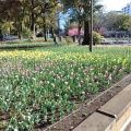 実際訪問したユーザーが直接撮影して投稿した横浜公園公園横浜公園の写真