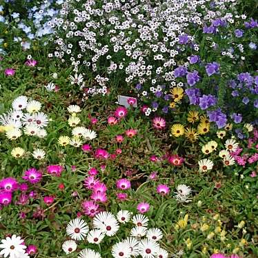 実際訪問したユーザーが直接撮影して投稿した岡本植物園 / 樹木園日比谷花壇大船フラワーセンターの写真