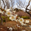 実際訪問したユーザーが直接撮影して投稿した代田公園羽根木公園の写真