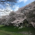 実際訪問したユーザーが直接撮影して投稿した多磨町公園武蔵野公園の写真