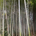 実際訪問したユーザーが直接撮影して投稿した馬場通り神社宇都宮二荒山神社の写真