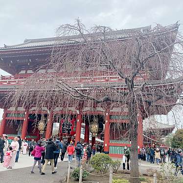 実際訪問したユーザーが直接撮影して投稿した浅草桜の名所浅草寺の枝垂れ桜の写真