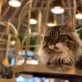 実際訪問したユーザーが直接撮影して投稿した外神田テーマカフェ猫カフェ モカ 秋葉原店の写真