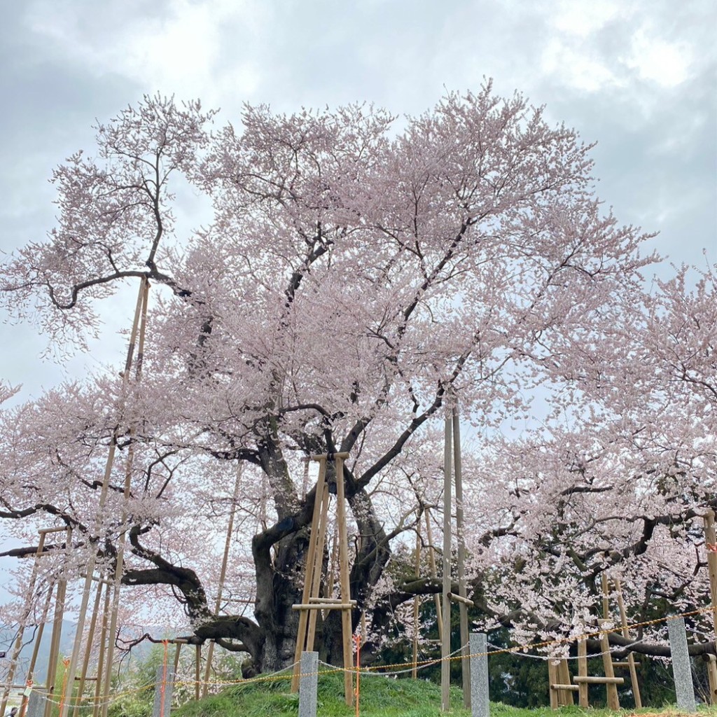 ミルクティーとキャラメル珈琲さんが投稿した中石井自然名所のお店戸津辺の桜/トツべノサクラの写真