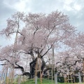 実際訪問したユーザーが直接撮影して投稿した中石井自然名所戸津辺の桜の写真