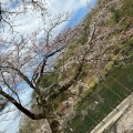 実際訪問したユーザーが直接撮影して投稿した御山町公園悠久山公園の写真