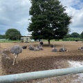 実際訪問したユーザーが直接撮影して投稿した半ノ木動物園ダチョウ王国 石岡ファームの写真