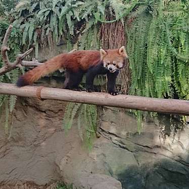 神戸市立王子動物園のundefinedに実際訪問訪問したユーザーunknownさんが新しく投稿した新着口コミの写真