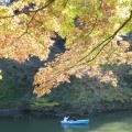 実際訪問したユーザーが直接撮影して投稿した河川千鳥ケ淵の写真