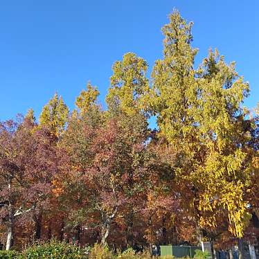 花博記念公園 鶴見緑地のundefinedに実際訪問訪問したユーザーunknownさんが新しく投稿した新着口コミの写真