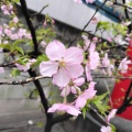 実際訪問したユーザーが直接撮影して投稿した木場神社木場洲崎神社の写真