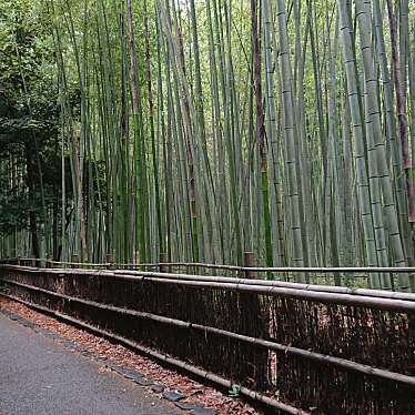 実際訪問したユーザーが直接撮影して投稿した嵯峨天龍寺芒ノ馬場町地域名所竹林の小径の写真